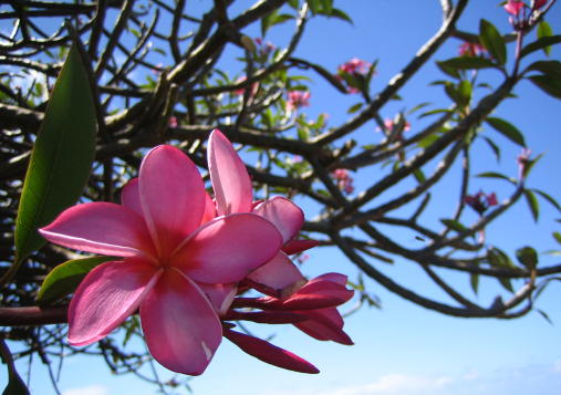 Kauai blossom