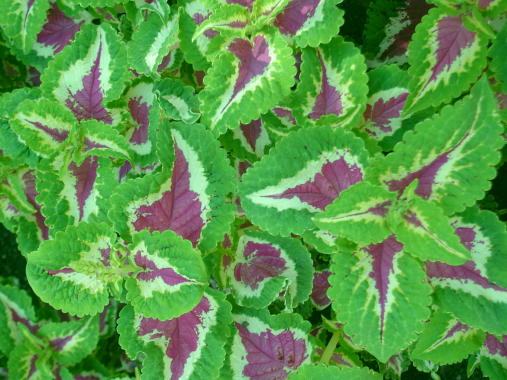 Purple hearts